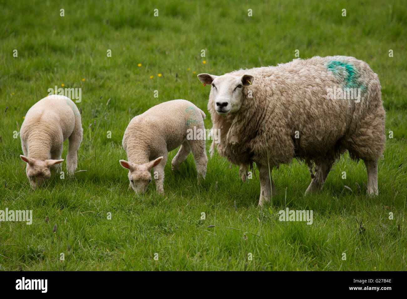 A family of sheep in Northumberland, England. A ewe stands next to her two lambs. Stock Photo