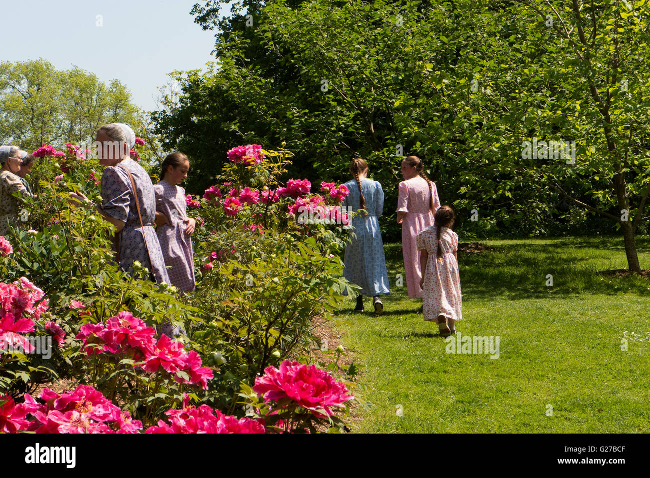 Amish women visiting Peony garden. Stock Photo