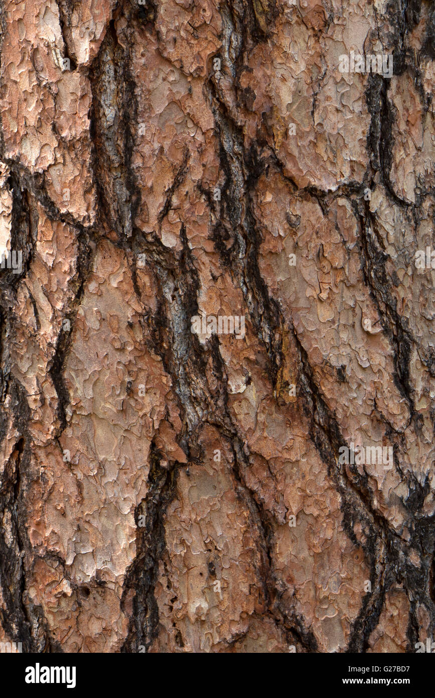 Tree bark. Stock Photo
