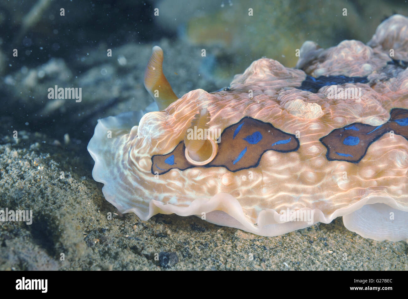 Gem nudibranch Stock Photo