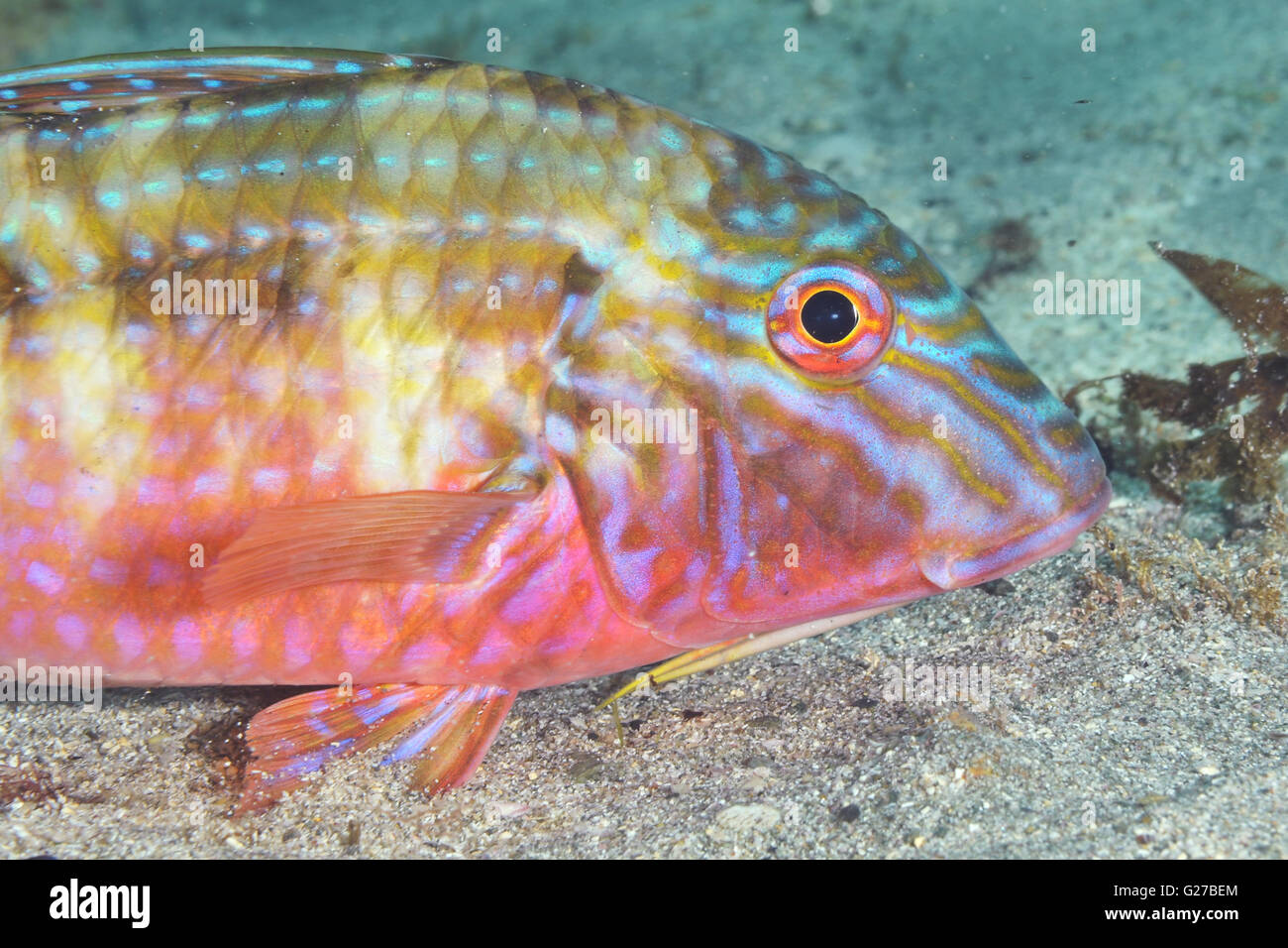 Goatfish Upeneichthys lineatus Stock Photo