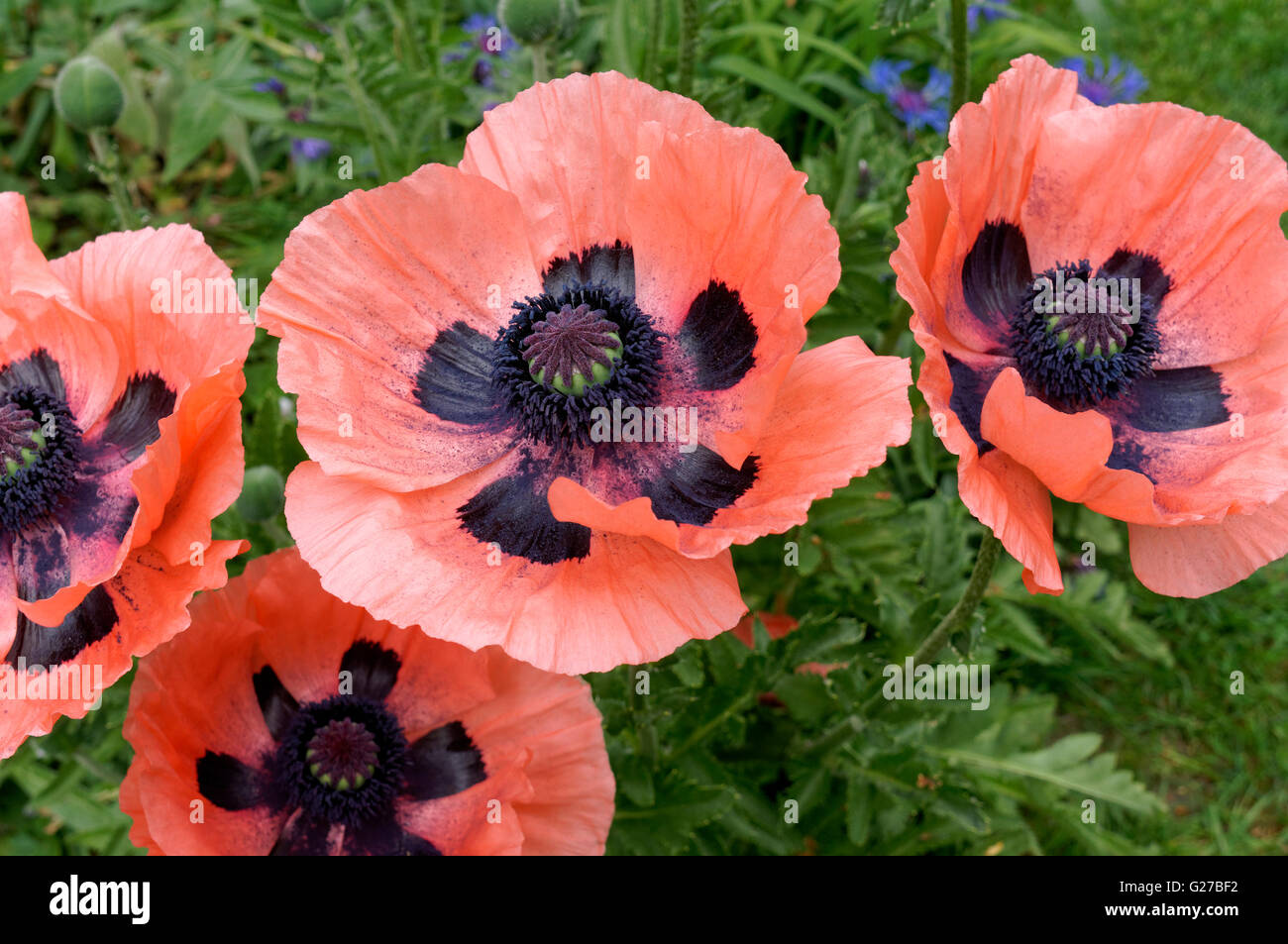 Close up of pink Oriental Poppy (Papaver orientale) flowers in spring Stock Photo