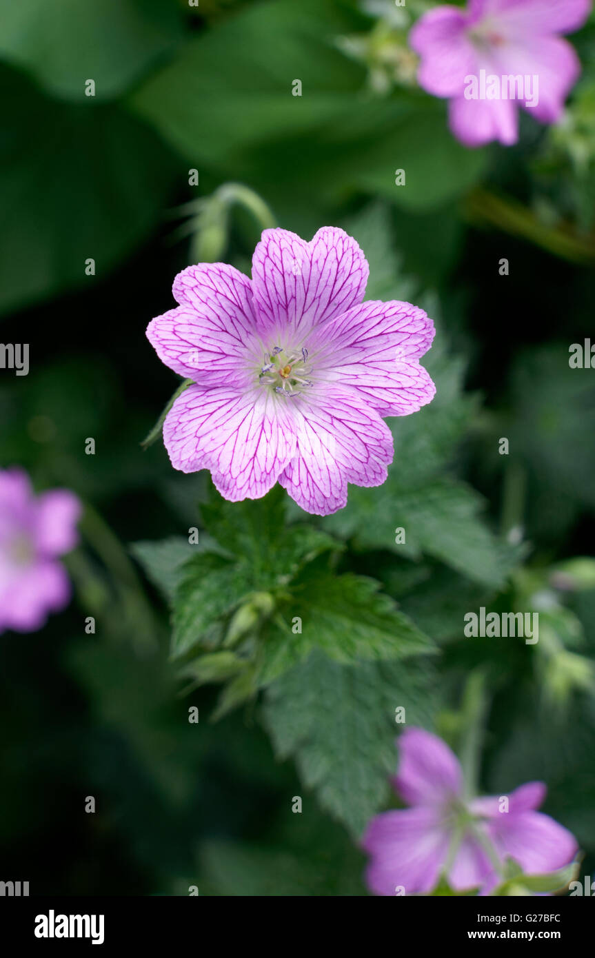 British wildflowers cranesbill hires stock photography and images Alamy