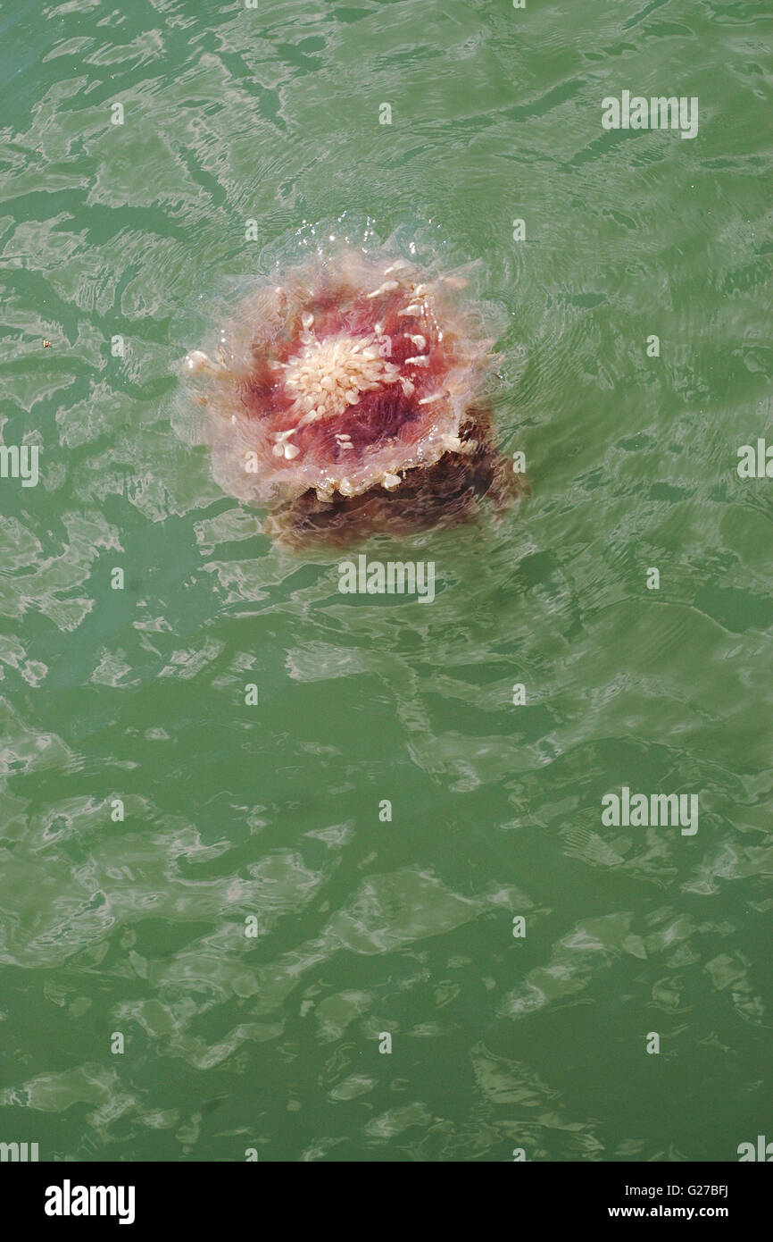 Purple jellyfish at the green sea surface. Stock Photo