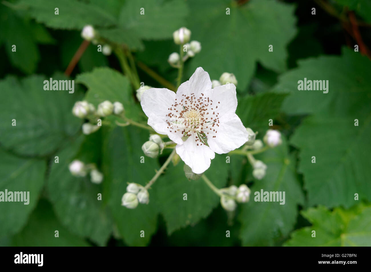 Thimbleberry (Rubus parviflorus) wildflower, Vancouver, British Columbia, Canada Stock Photo