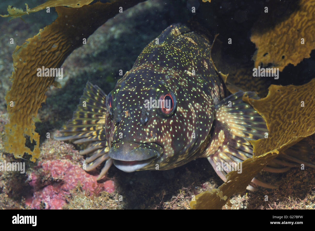 Kelpfish Chironemus marmoratus Stock Photo