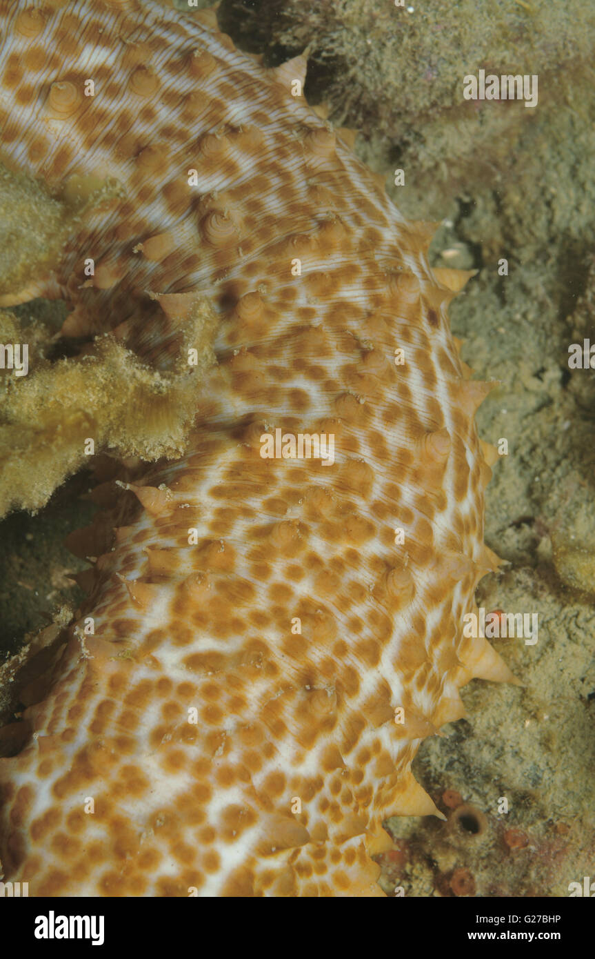 Mottled sea cucumber Stock Photo