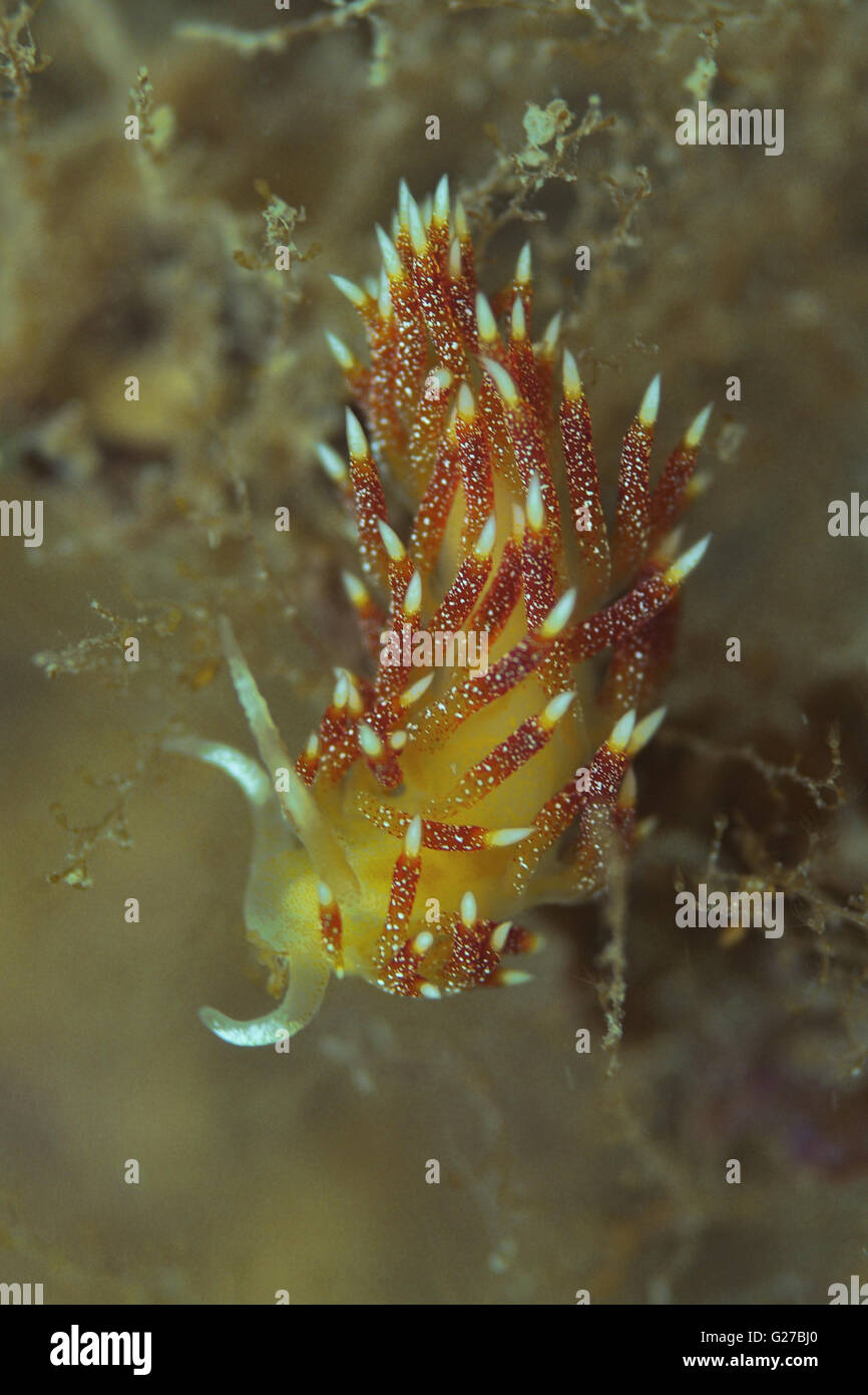 Nudibranch in ambient light Stock Photo