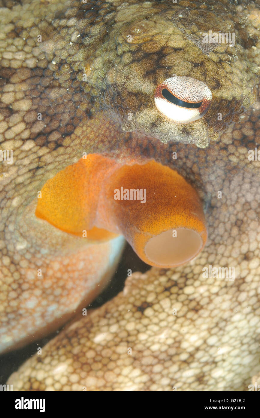 Close-up of young common octopus Stock Photo