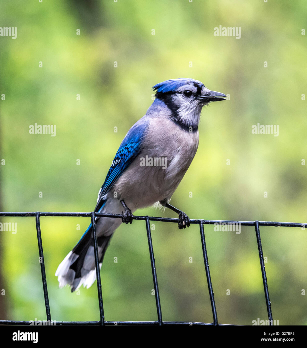 blue jay,Cyanocitta cristata, is a passerine bird in the family Corvidae, native to North Americ Stock Photo