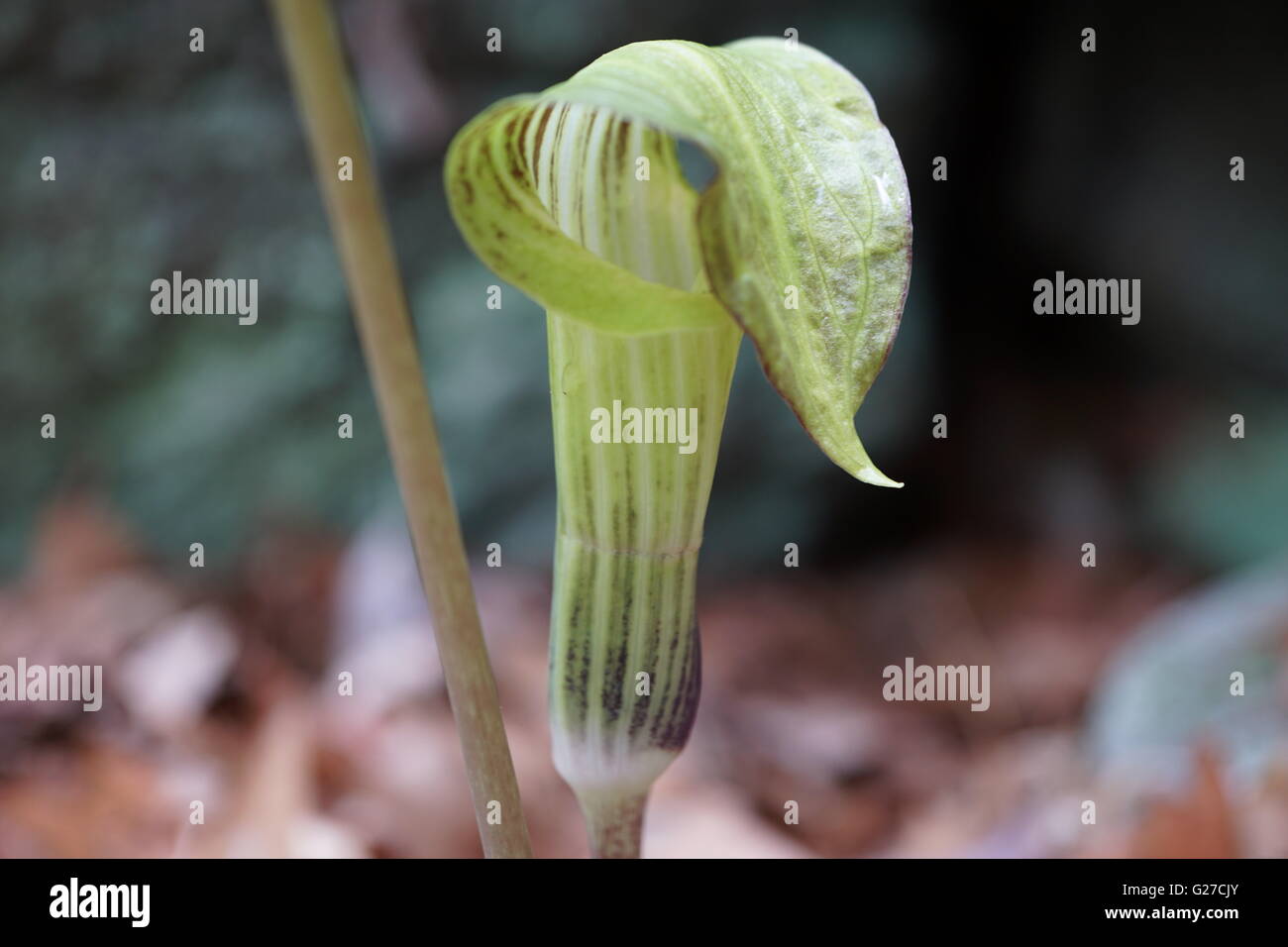 Jack In The Pulpit (Arisaema triphyllum) closeup of flower Stock Photo