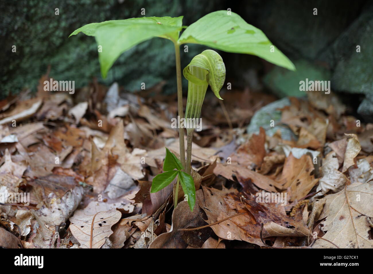 Jack In The Pulpit (Arisaema triphyllum) plant Stock Photo