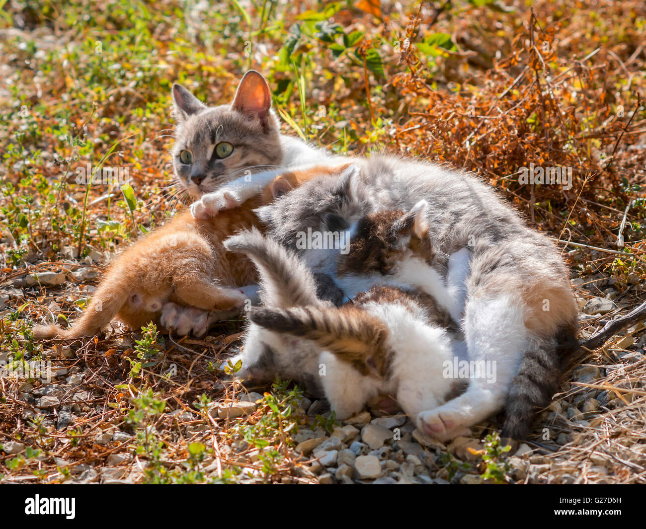 Female cat feeding her three kittens France Stock Photo Alamy