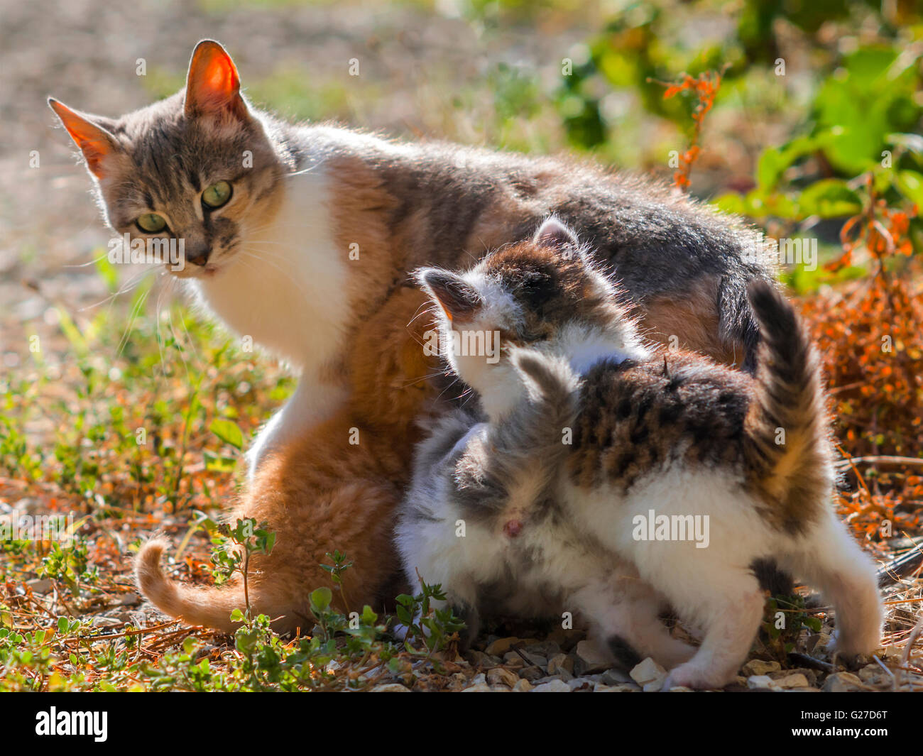 Female cat feeding her three kittens - France. Stock Photo
