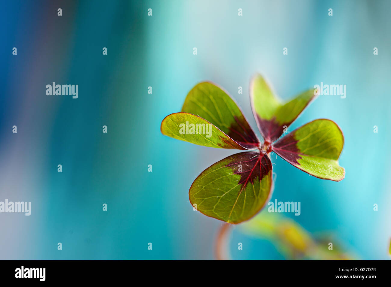 Closeup of single fresh fourleaved clover plant Stock Photo Alamy