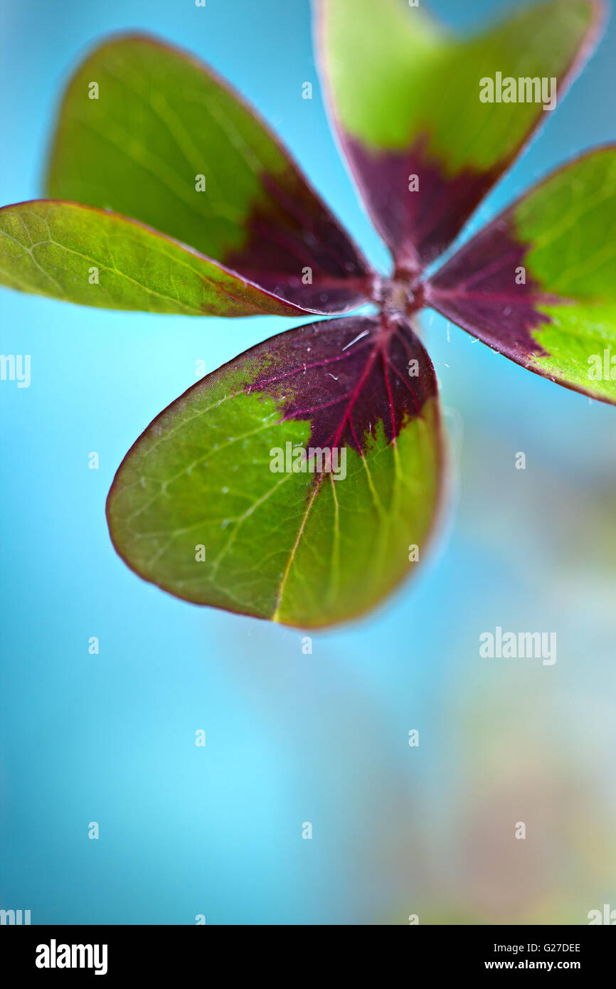 Closeup of single fresh fourleaved clover plant Stock Photo Alamy