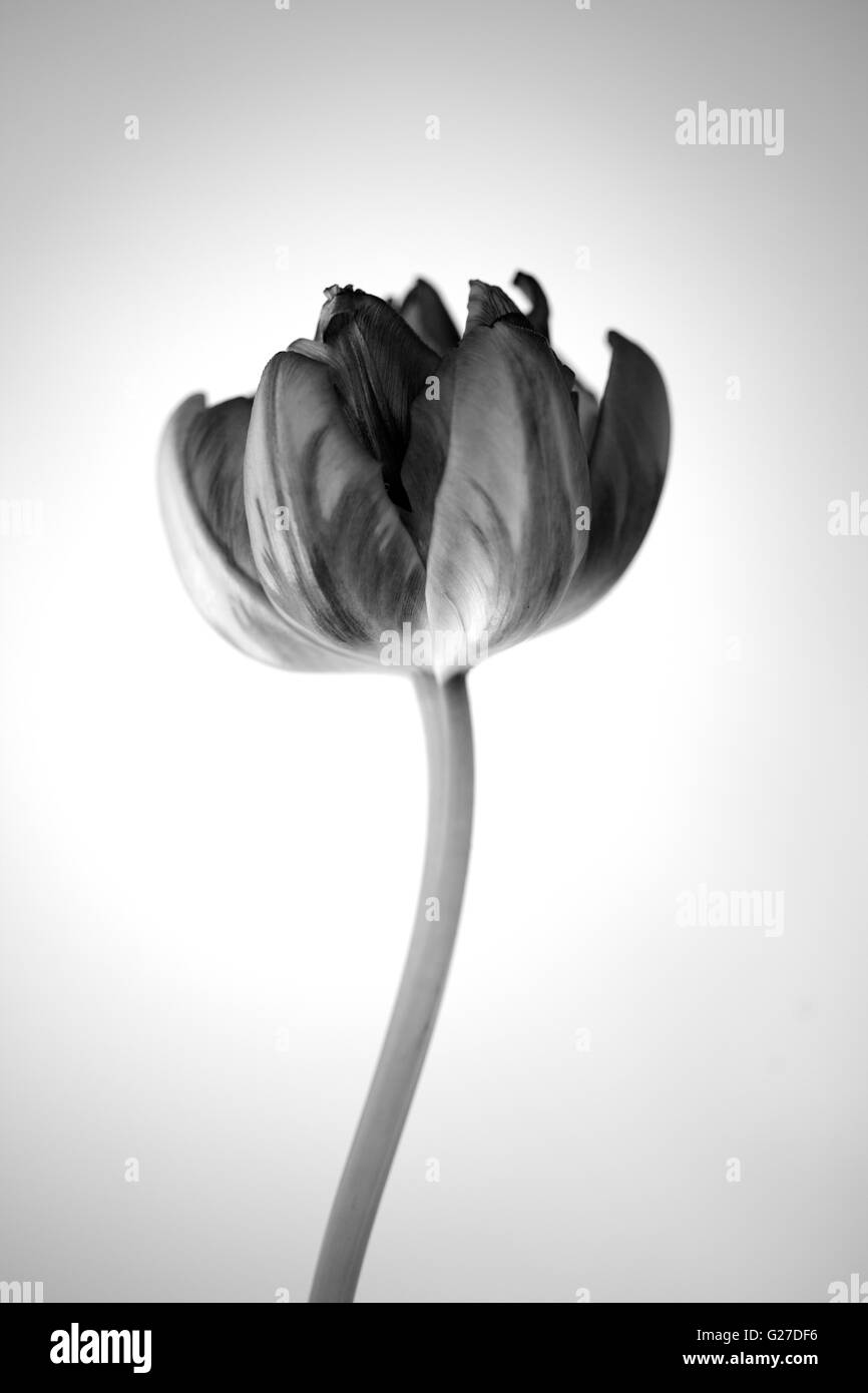 Tulips blossom in retro vintage style editing Stock Photo