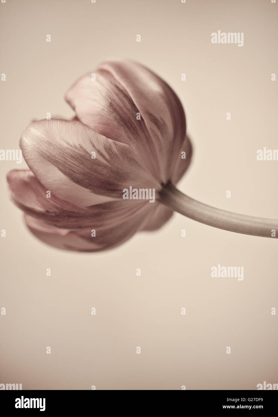 Tulips blossom in retro vintage style editing Stock Photo