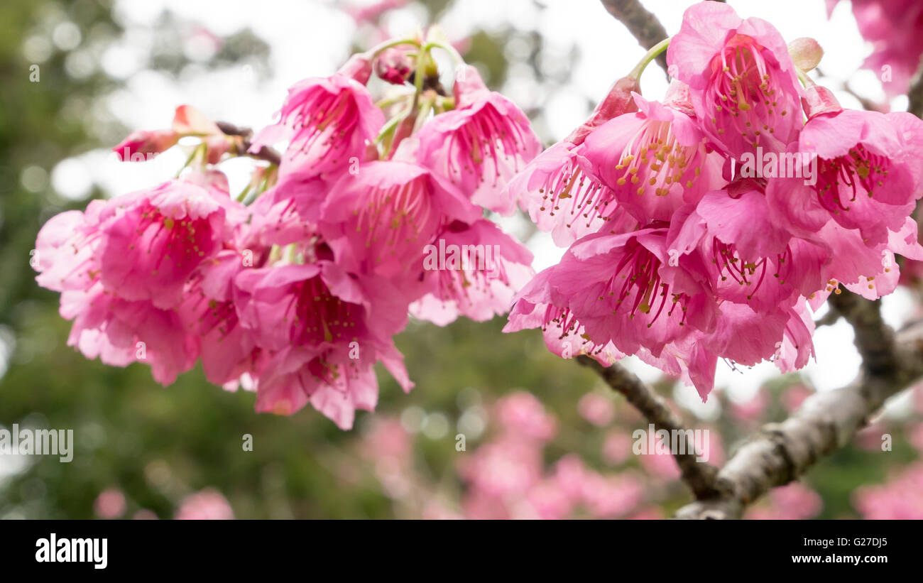 The close up of pink sakura flower branch (cherry blossom Stock Photo ...