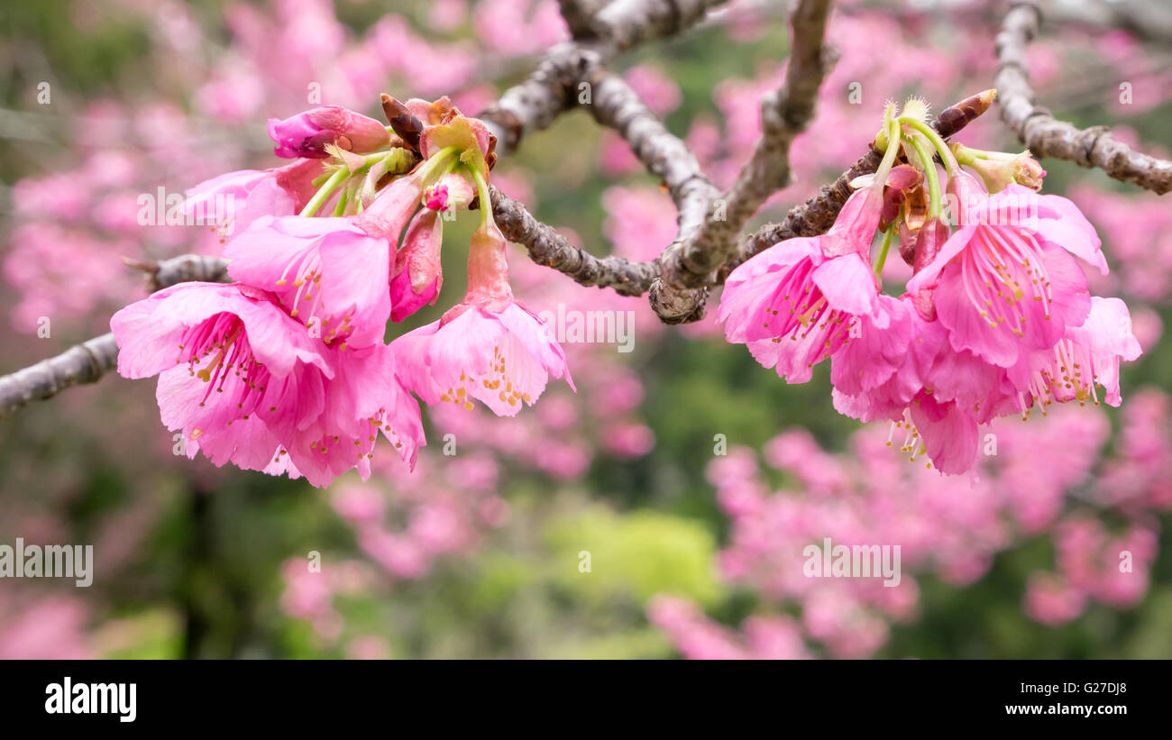 The close up of pink sakura flower branch (cherry blossom Stock Photo ...