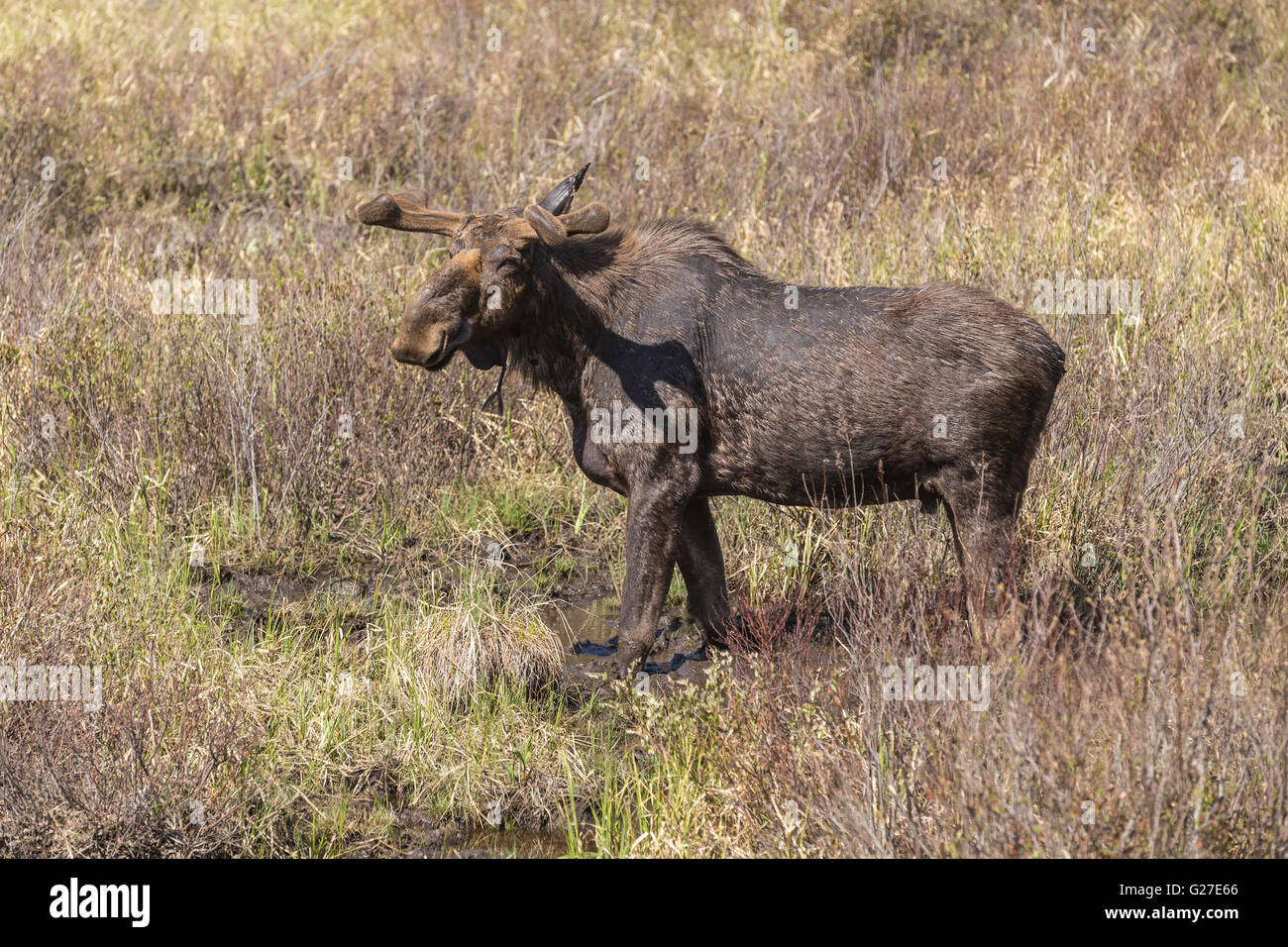 A large male moose in Algonquin Park Stock Photo - Alamy