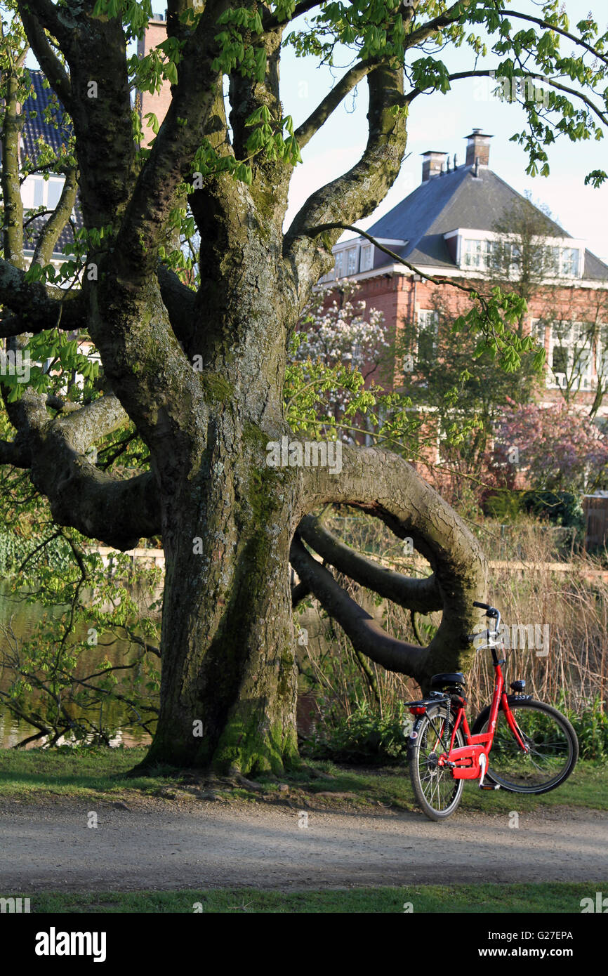 bike, tree, bicycle, park, mountain, outdoors, old, nature, sport, lifestyle, grass, summer, green, outdoor, vintage, sunset, cy Stock Photo