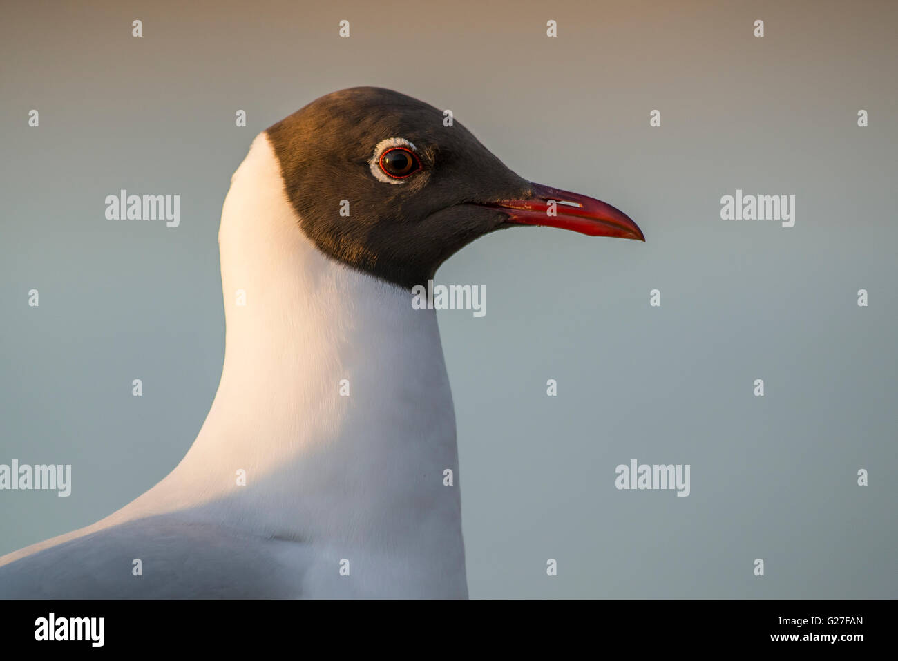 Portrait of Black-headed Gull Stock Photo