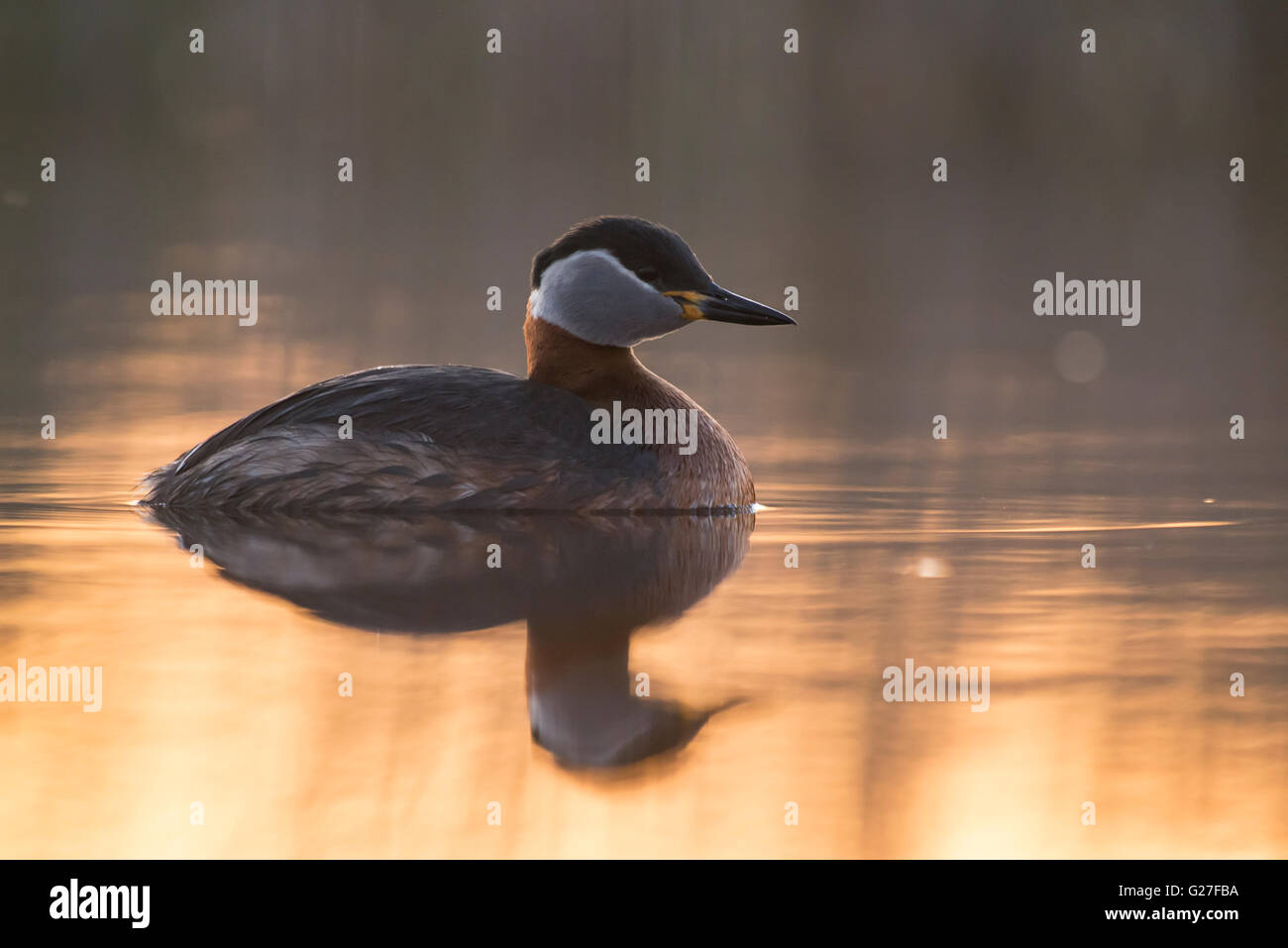 Red Necked Grebe on the lake at sunset Stock Photo