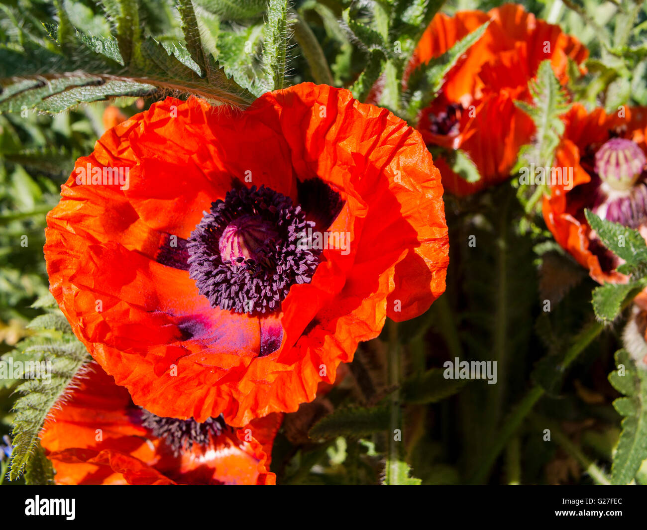 Bright red oriental poppy (Papaver orientale) flowers in a spring ...