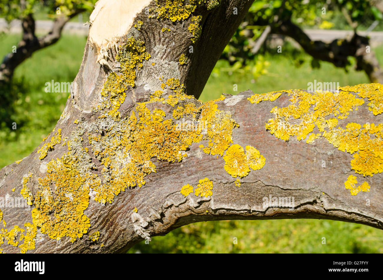 Fungus pest on a lemon tree trunk Stock Photo
