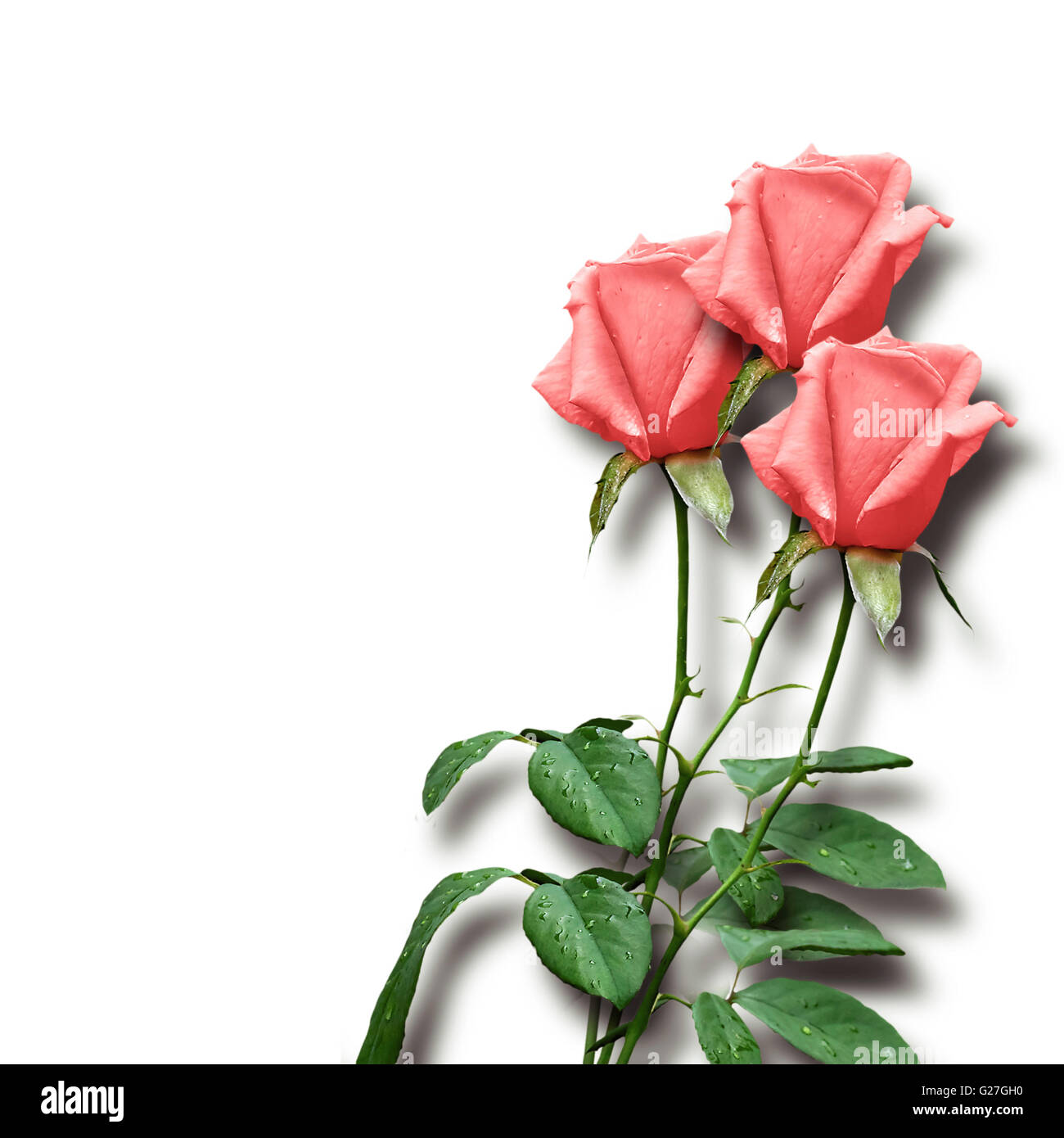 bouquet of pink roses on a white background Stock Photo - Alamy