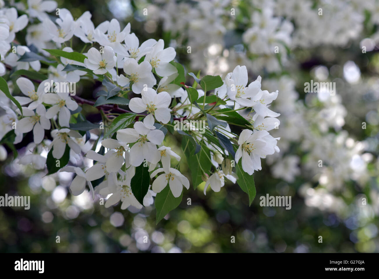 The May blooming apple tree in the city park close-up Stock Photo