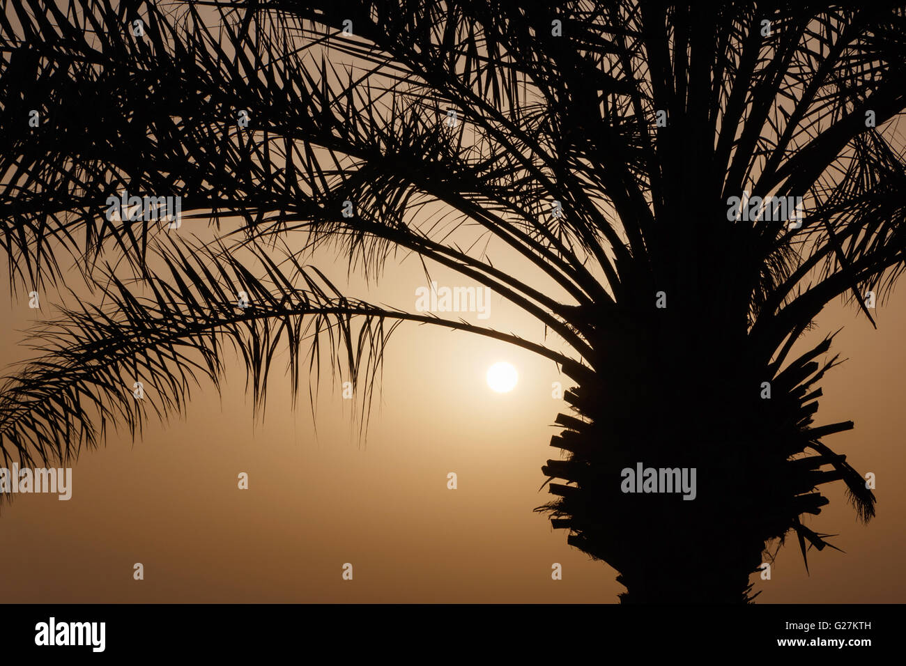 silhouette of palm tree at sunrise Stock Photo