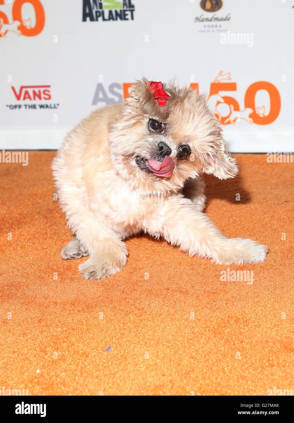 Doog Hi Res Stock Photography And Images Alamy