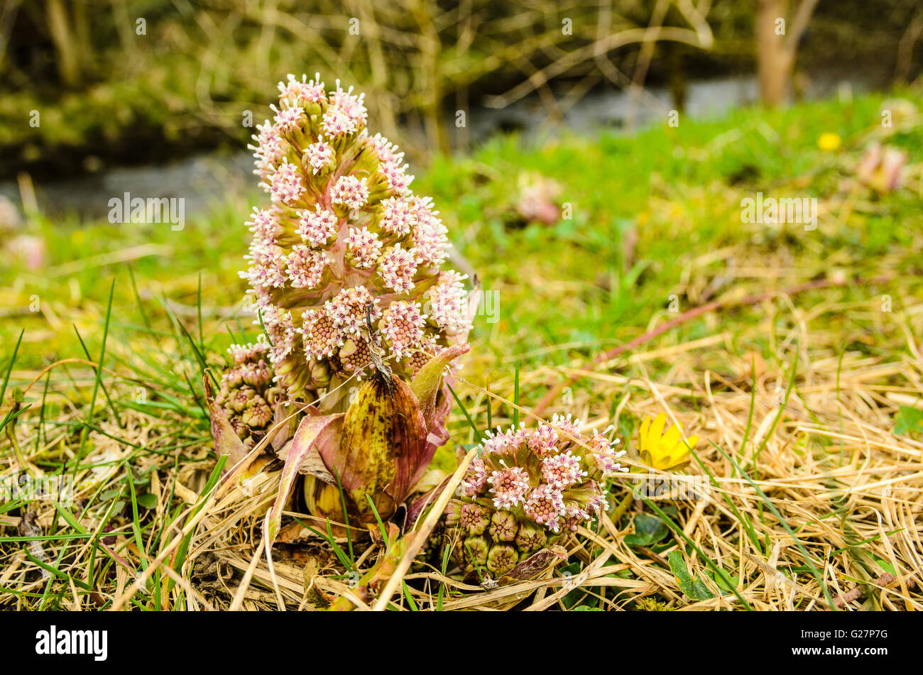 Young plant of Butterbur (Petasites hybridus) beside the River Dee in Dentdale in the Yorkshire Dales National Park England Stock Photo