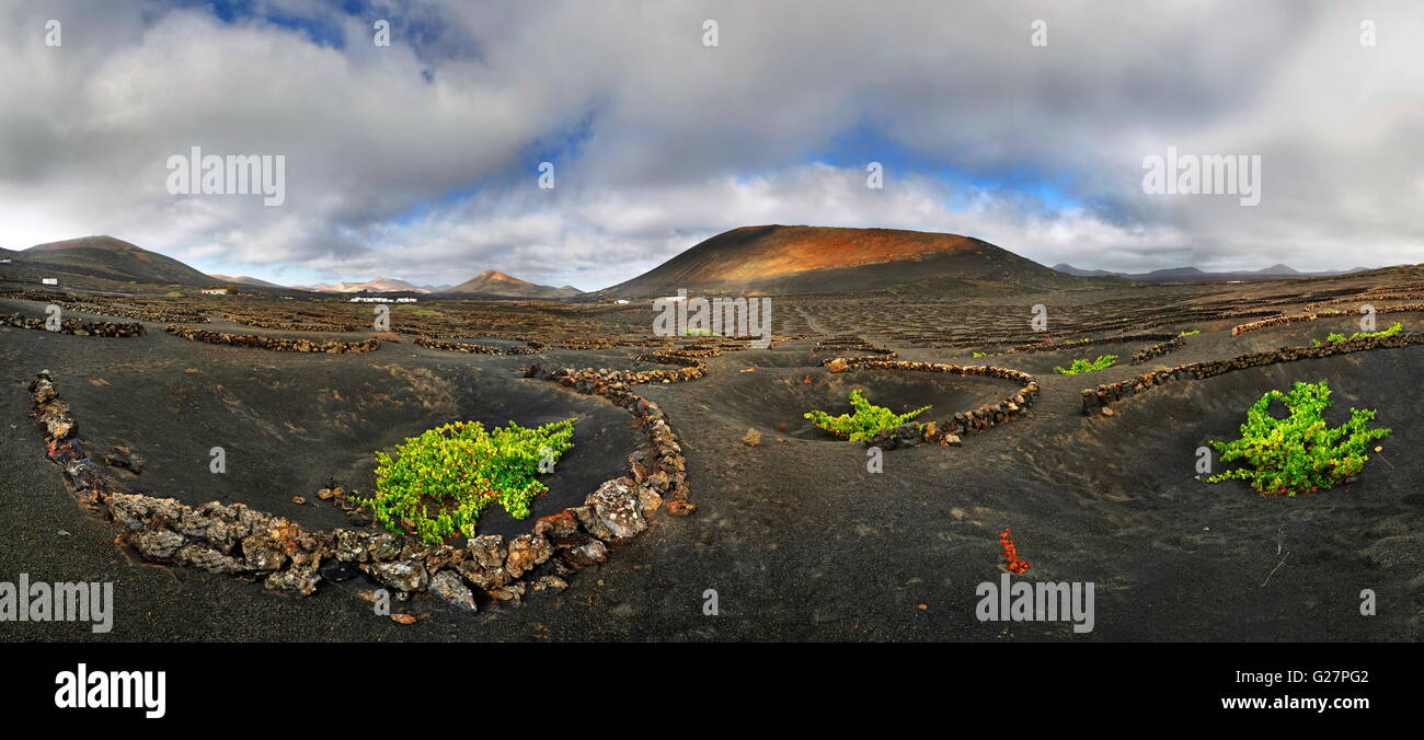 Vineyards with vines in semicircular walls in the lava fields of La Geria Lanzarote Canary Island Spain Stock Photo Alamy