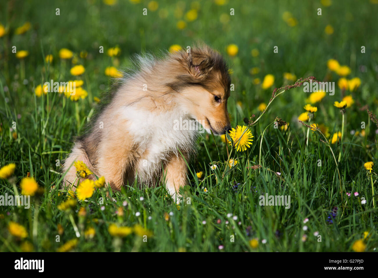 Collie, Scottish shepherd, puppy, sable white, sniffing dandelions, Salzburg, Austria Stock Photo