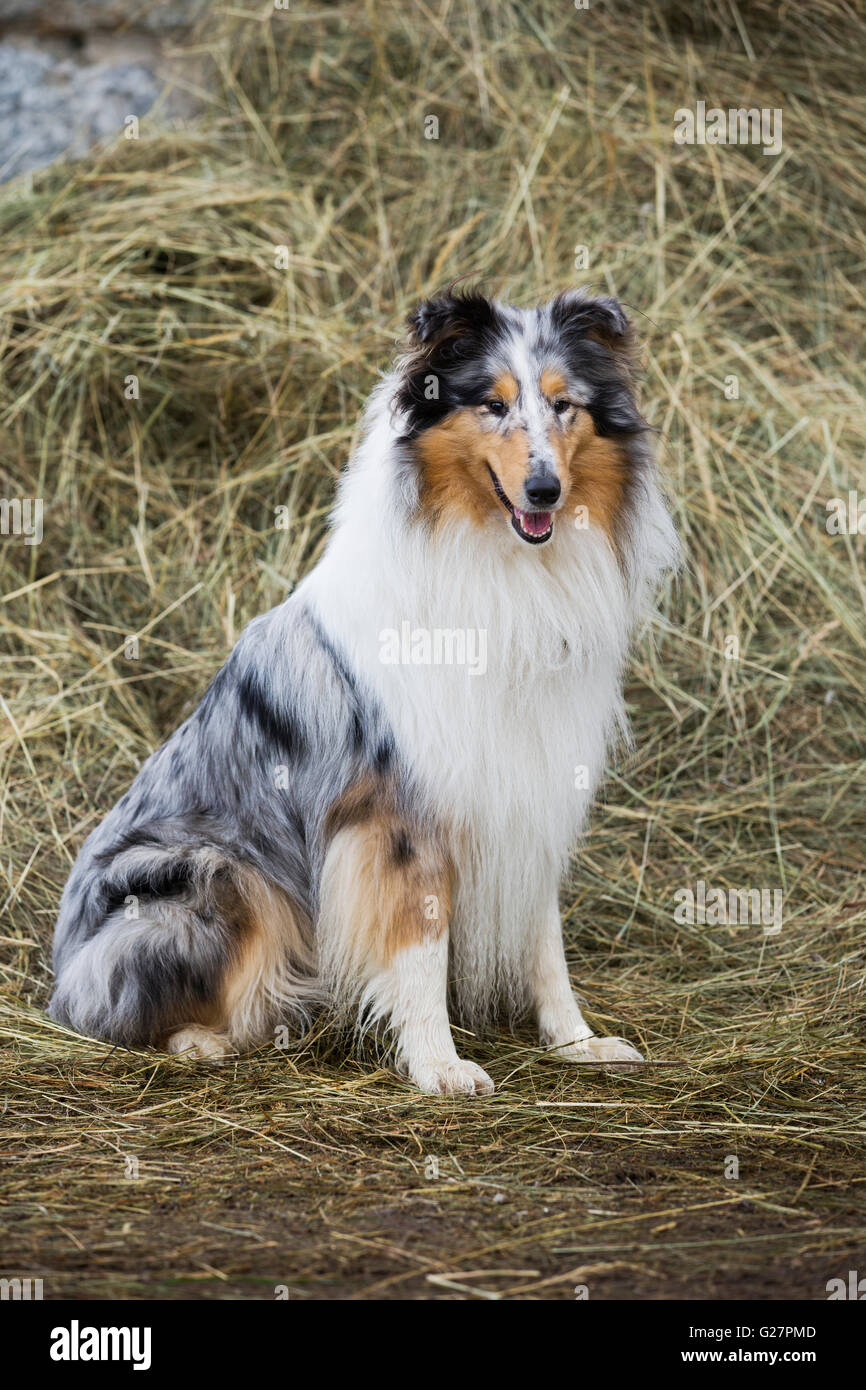 Blue Merle Collie