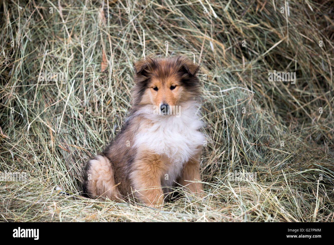 Collie, Scottish Sheepdog, sable and white, puppy, sitting in hay, Salzburg, Austria Stock Photo