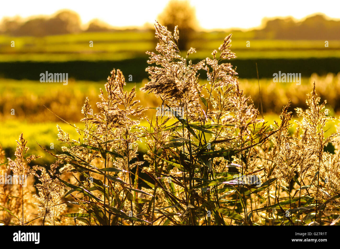Common Reed (Phragmites australis) beside the River Wyre in Lancashire England Stock Photo