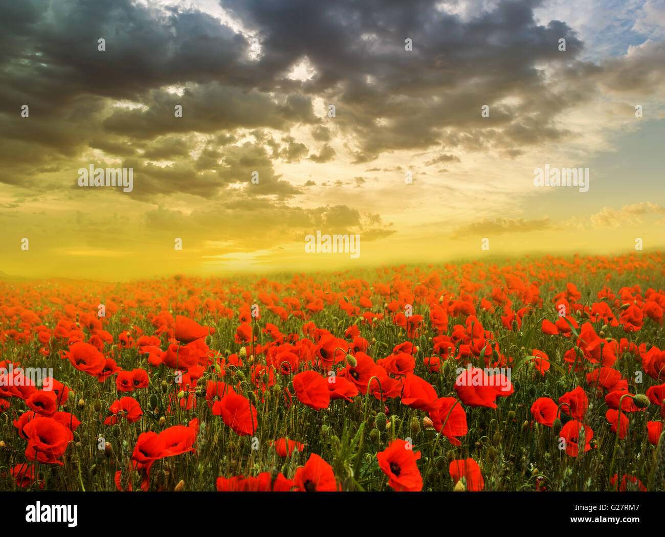 Red poppy field Stock Photo Alamy