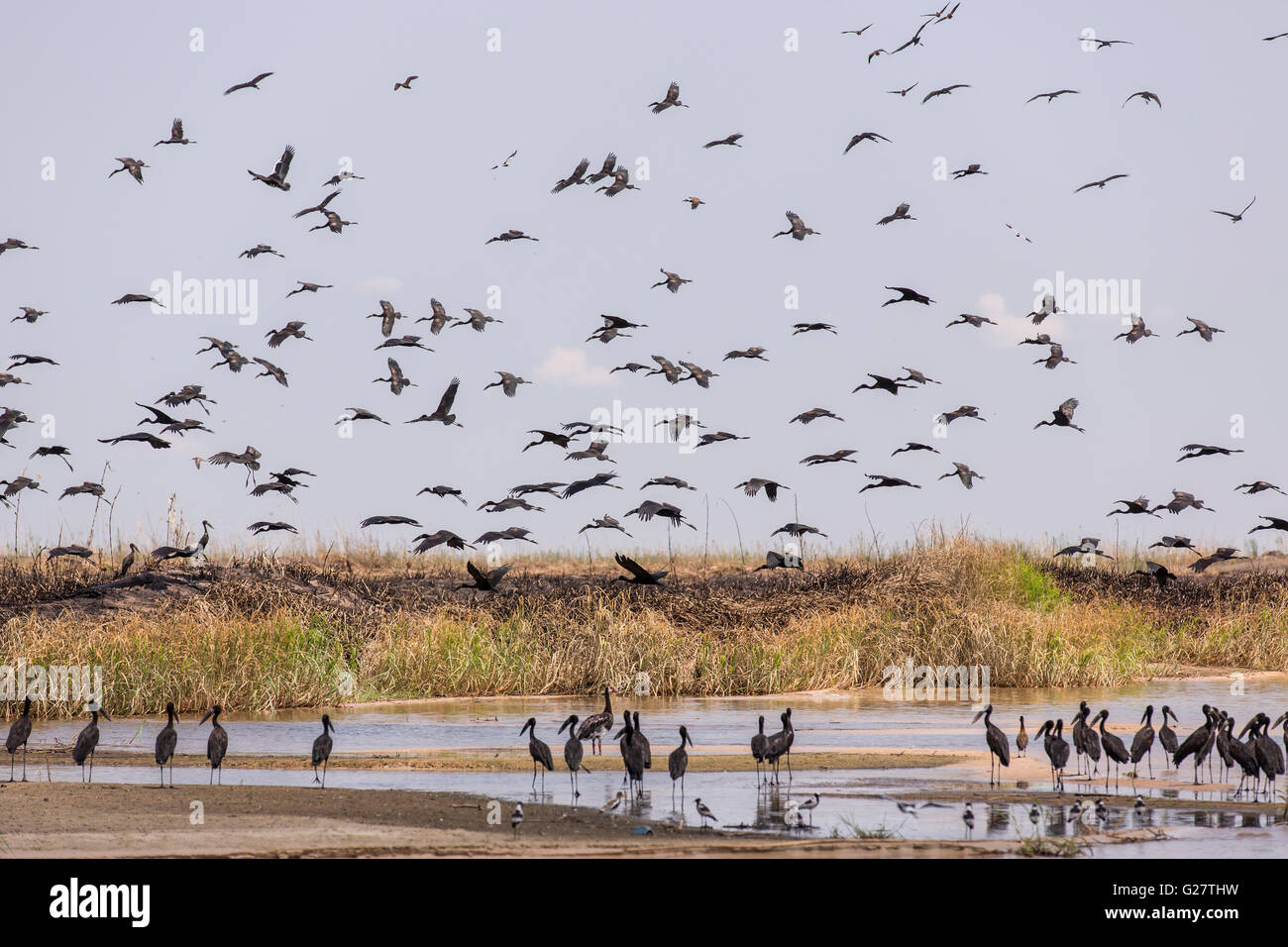 African Openbills (Anastomus lamelligerus) at the Zambei river, Southern Province, Zambia Stock Photo