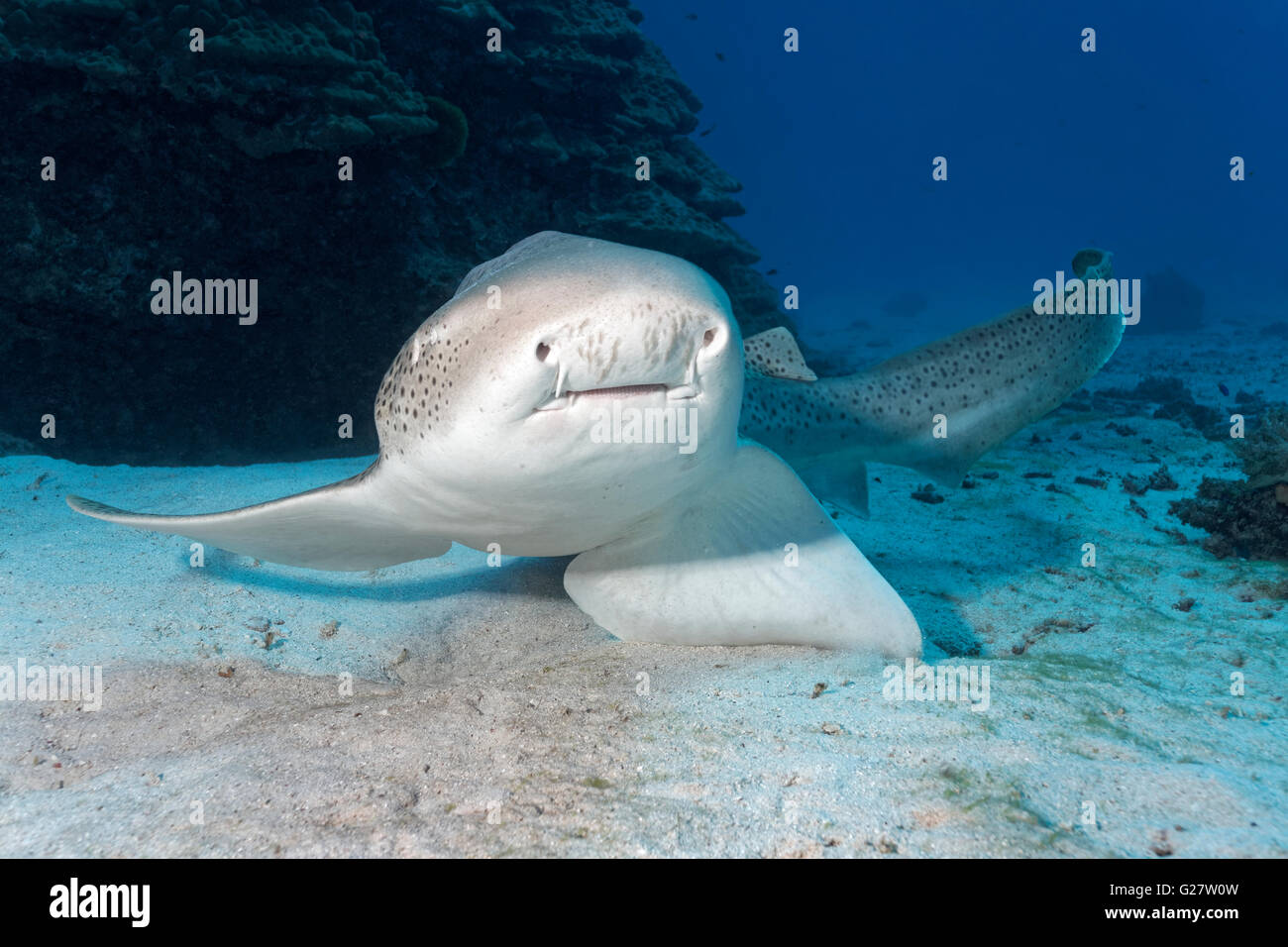 Leopard shark (Stegostoma fasciatum), frontal, starts from the seabed, Great Barrier Reef, Queensland, Cairns, Pacific Ocean Stock Photo