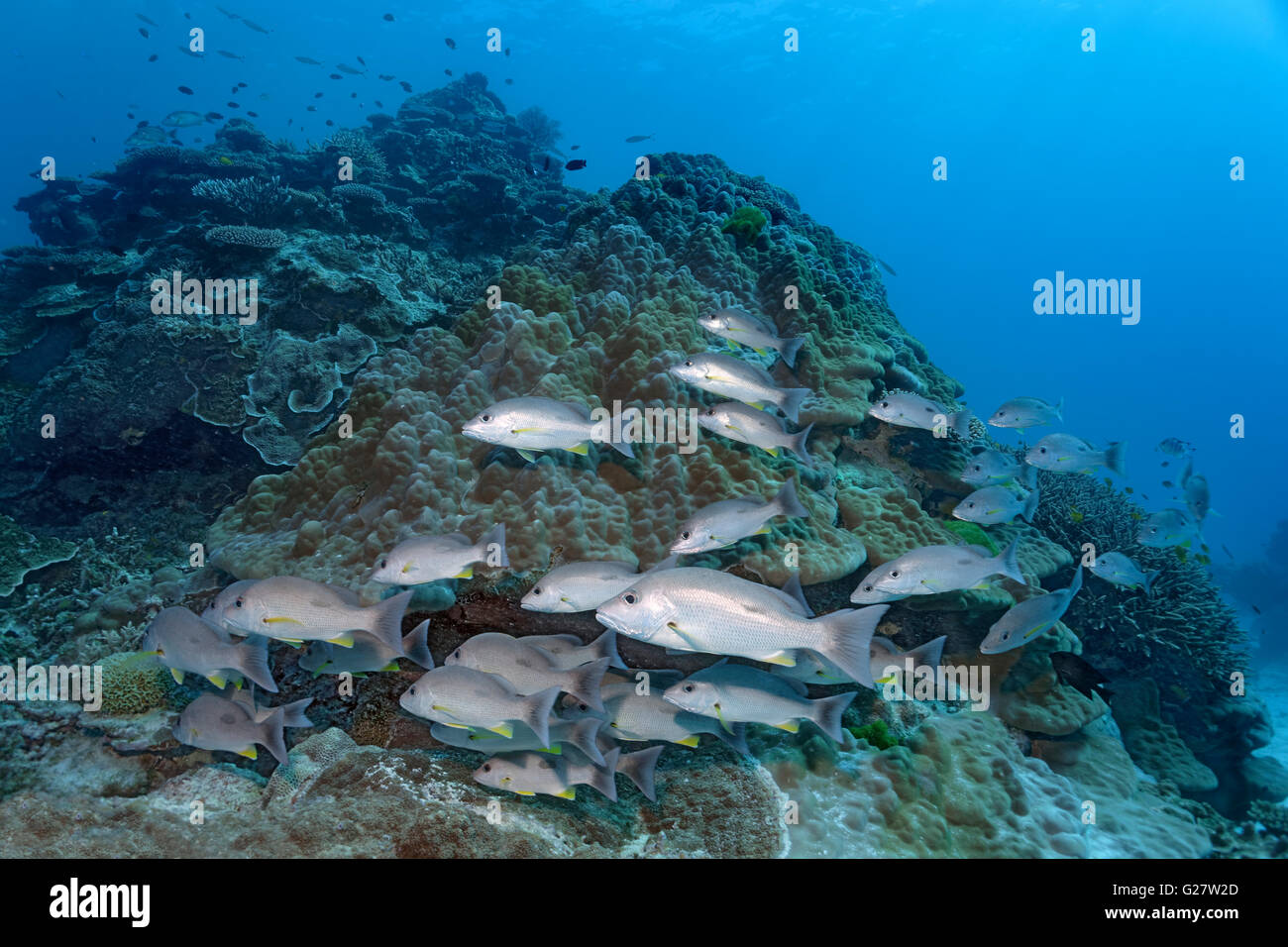 Swarm Russel's snapper (Lutjanus russellii) swimming over coral reef ...