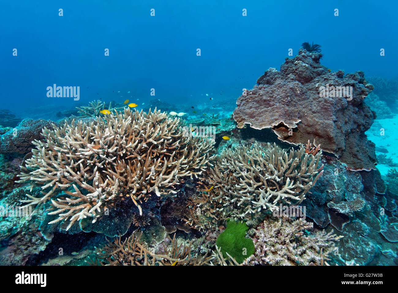 Small stone coral with algae with small yellow Damselfish (Pomacentrus moluccensis), Great Barrier Reef, Queensland, Cairns Stock Photo