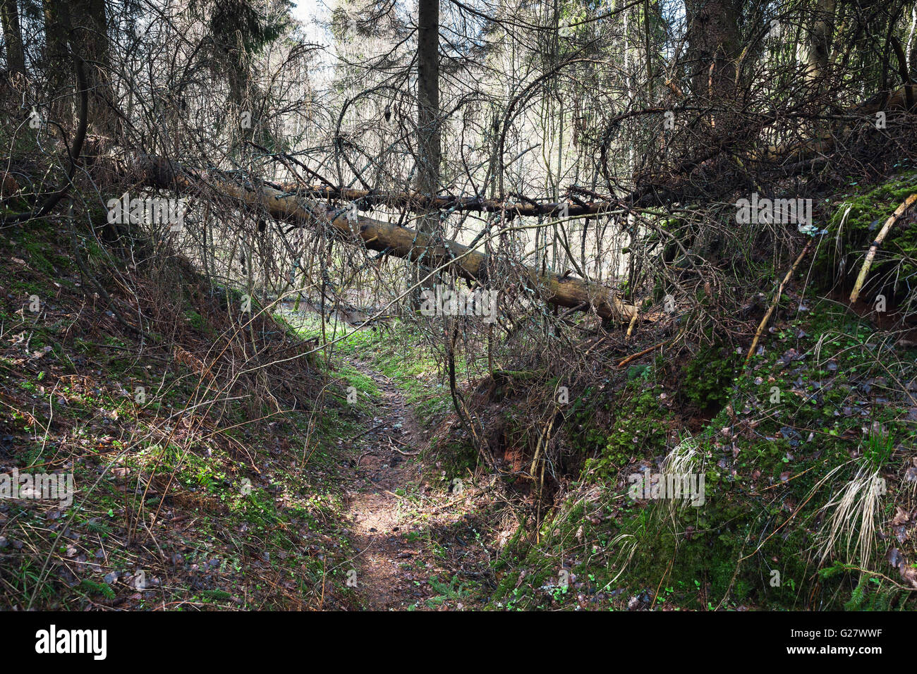 Dangerous footpath goes through dark wild forest with old spruce trees Stock Photo