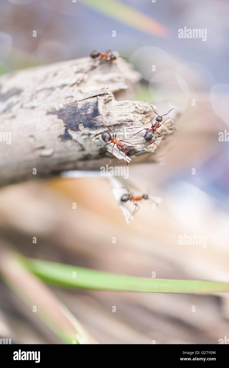 Ants on a tree branch Stock Photo