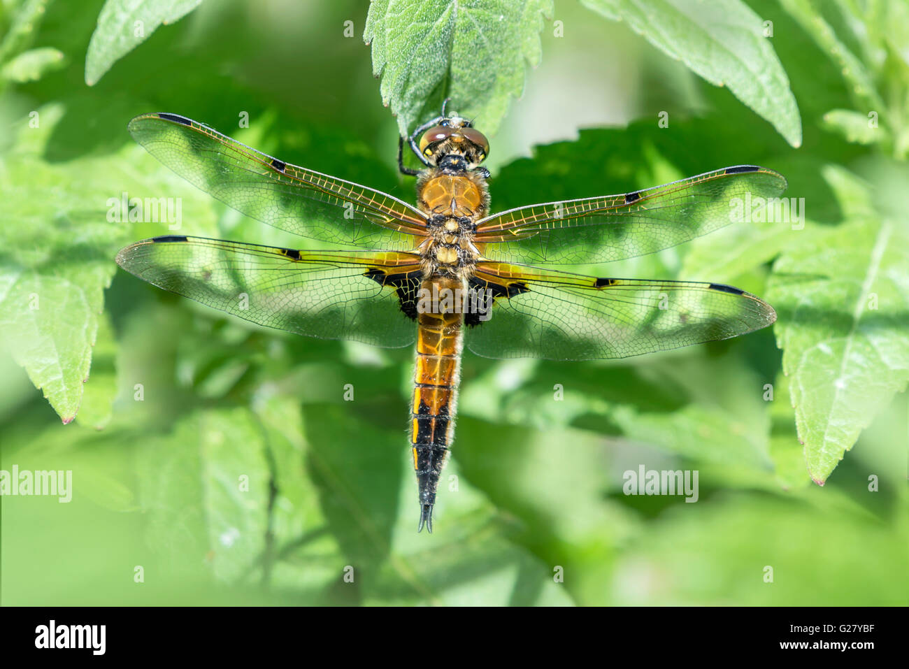 Four Spotted Chaser Dragonfly resting on a leaf Stock Photo - Alamy