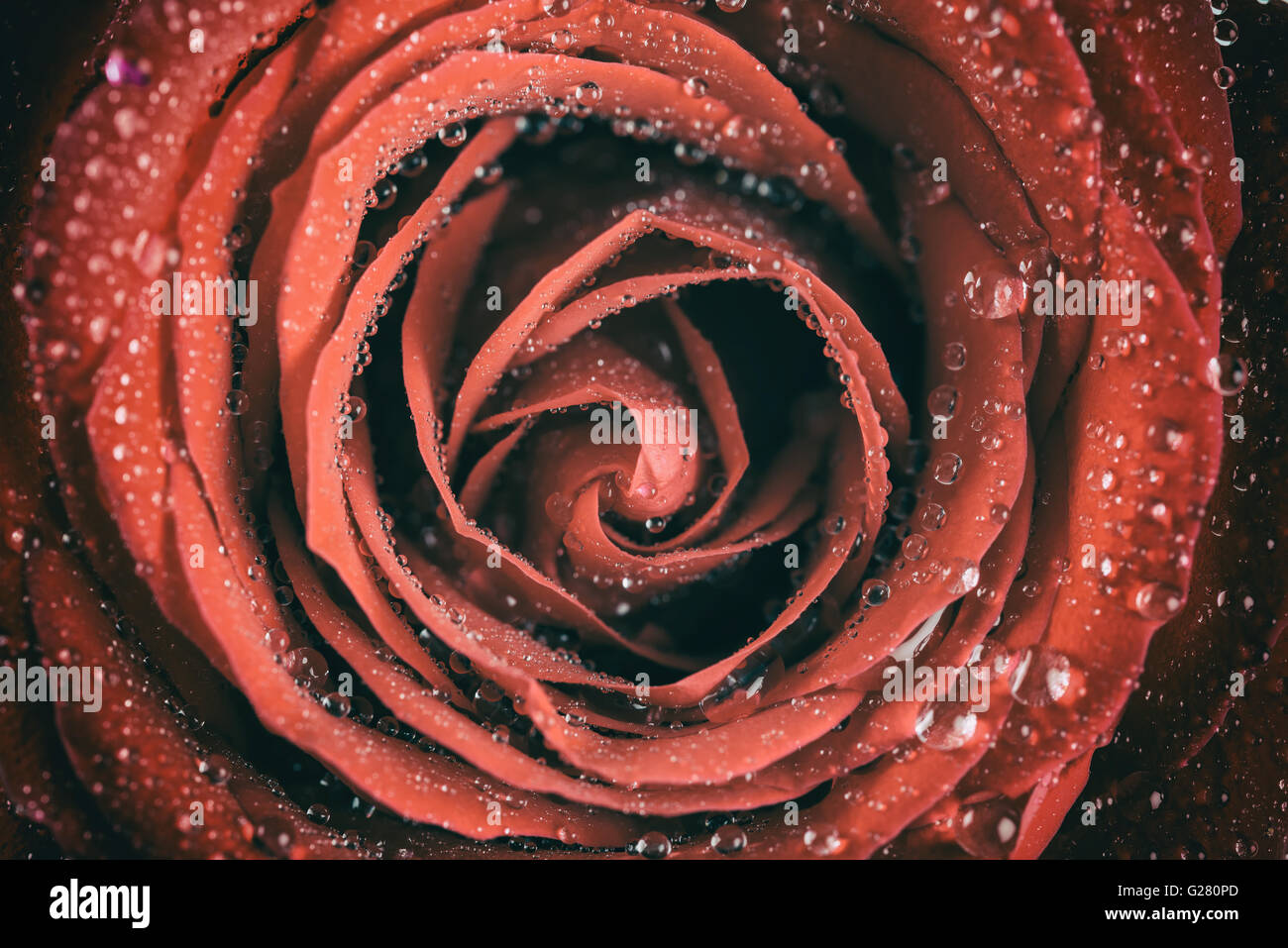 Red Rose Abstract With Water Drops Stock Photo - Alamy