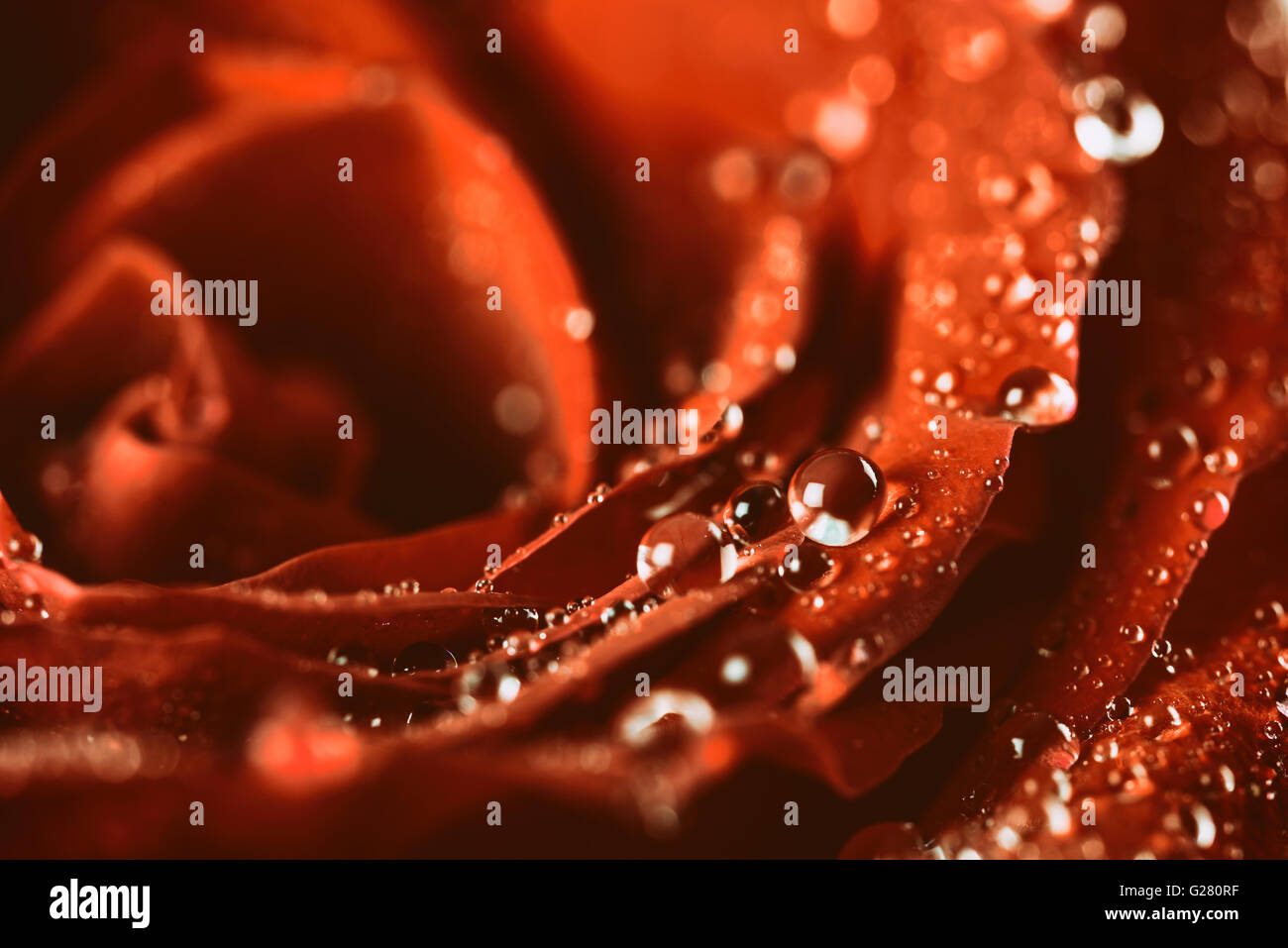Red Rose Abstract With Water Drops Stock Photo - Alamy